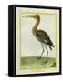 Nordmann's Greenshank-Georges-Louis Buffon-Framed Stretched Canvas