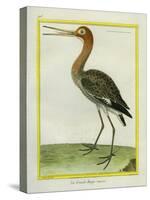 Nordmann's Greenshank-Georges-Louis Buffon-Stretched Canvas