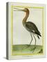 Nordmann's Greenshank-Georges-Louis Buffon-Stretched Canvas