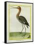 Nordmann's Greenshank-Georges-Louis Buffon-Framed Stretched Canvas