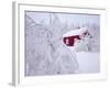 Nordmarka, Oslo, Norway, Scandinavia, Europe-Kim Hart-Framed Photographic Print