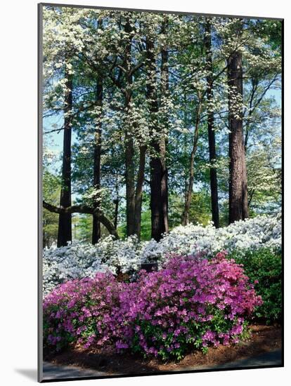 Norfolk Botanical Gardens, VA-Barry Winiker-Mounted Photographic Print