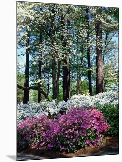 Norfolk Botanical Gardens, VA-Barry Winiker-Mounted Photographic Print