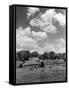 Norfolk Farm-null-Framed Stretched Canvas