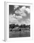 Norfolk Farm-null-Framed Photographic Print