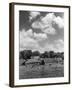 Norfolk Farm-null-Framed Photographic Print