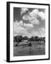 Norfolk Farm-null-Framed Photographic Print