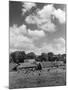 Norfolk Farm-null-Mounted Photographic Print