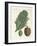 Norfolk Island Pine-null-Framed Giclee Print