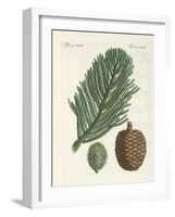 Norfolk Island Pine-null-Framed Giclee Print