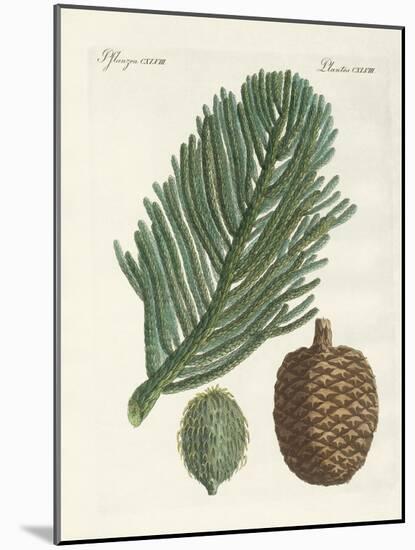 Norfolk Island Pine-null-Mounted Giclee Print