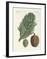 Norfolk Island Pine-null-Framed Giclee Print