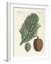 Norfolk Island Pine-null-Framed Giclee Print