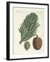 Norfolk Island Pine-null-Framed Giclee Print