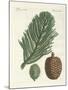 Norfolk Island Pine-null-Mounted Giclee Print