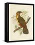 Norfolk Kaka, 1891-Gracius Broinowski-Framed Stretched Canvas