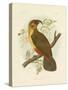 Norfolk Kaka, 1891-Gracius Broinowski-Stretched Canvas