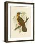 Norfolk Kaka, 1891-Gracius Broinowski-Framed Giclee Print