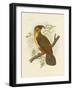 Norfolk Kaka, 1891-Gracius Broinowski-Framed Giclee Print