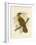 Norfolk Kaka, 1891-Gracius Broinowski-Framed Giclee Print