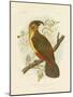 Norfolk Kaka, 1891-Gracius Broinowski-Mounted Giclee Print