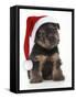 Norfolk Terrier Dog Puppy Wearing Christmas Hat-null-Framed Stretched Canvas