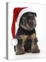 Norfolk Terrier Dog Puppy Wearing Christmas Hat-null-Stretched Canvas