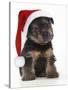 Norfolk Terrier Dog Puppy Wearing Christmas Hat-null-Stretched Canvas