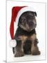 Norfolk Terrier Dog Puppy Wearing Christmas Hat-null-Mounted Photographic Print