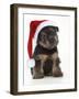 Norfolk Terrier Dog Puppy Wearing Christmas Hat-null-Framed Photographic Print