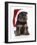 Norfolk Terrier Dog Puppy Wearing Christmas Hat-null-Framed Photographic Print