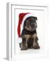 Norfolk Terrier Dog Puppy Wearing Christmas Hat-null-Framed Photographic Print