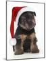 Norfolk Terrier Dog Puppy Wearing Christmas Hat-null-Mounted Photographic Print