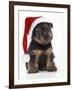 Norfolk Terrier Dog Puppy Wearing Christmas Hat-null-Framed Photographic Print