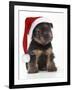 Norfolk Terrier Dog Puppy Wearing Christmas Hat-null-Framed Photographic Print