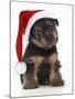 Norfolk Terrier Dog Puppy Wearing Christmas Hat-null-Mounted Photographic Print