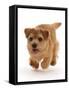 Norfolk terrier puppy, aged 7 months, running-Mark Taylor-Framed Stretched Canvas