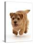 Norfolk terrier puppy, aged 7 months, running-Mark Taylor-Stretched Canvas