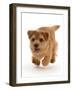 Norfolk terrier puppy, aged 7 months, running-Mark Taylor-Framed Photographic Print