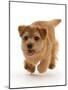 Norfolk terrier puppy, aged 7 months, running-Mark Taylor-Mounted Photographic Print