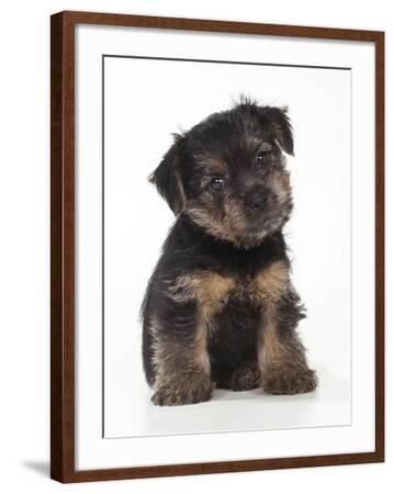 Norfolk Terrier Puppy Sitting Photographic Print Allposters Com