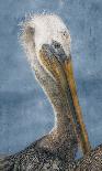Brown Pelican Portrait-Norm Stelfox-Giclee Print