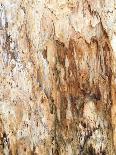 Tree Texture Triptych II-Norm Stelfox-Photographic Print