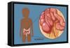 Normal Appendix-Monica Schroeder-Framed Stretched Canvas
