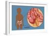 Normal Appendix-Monica Schroeder-Framed Giclee Print