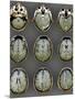 Normal Brain, MRI Scans-ZEPHYR-Mounted Photographic Print