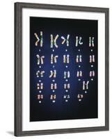 Normal Female Chromosomes-null-Framed Photographic Print