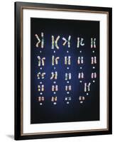 Normal Female Chromosomes-null-Framed Photographic Print