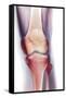 Normal Knee, X-ray-Du Cane Medical-Framed Stretched Canvas