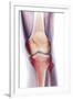 Normal Knee, X-ray-Du Cane Medical-Framed Photographic Print